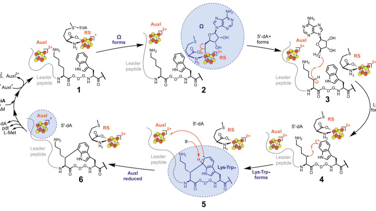 SuiB catalytic mechanism